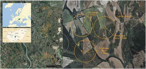 Figure 1. The study design consists of 24 circular landscape plots in Central Hungary (left). They are grouped into trios with a sown wildflower field, a triplet of sown wildflower strips and a control (right). Based on images from Google Earth (Citation2021).