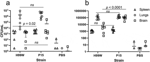 Figure 3. Fungal burden in mice. (a) Mice infected intratracheally with strain P15 have higher fungal burden in the spleen, but there is no difference in fungal burden between mice infected with strain H99W or P15 in the lungs or the brain. Error bars represent the standard deviation of the mean. Six mice are infected in each group. Zero values are not plotted for PBS. (b) Mice infected intravenously with strain P15 show increased fungal burden compared to mice infected with the pre-passage strain H99W or PBS. Error bars represent the standard deviation of the mean. Six mice are infected in each group. Zero values are not plotted for PBS