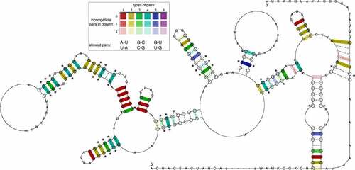 Figure 3. The consensus of IRES Domain III secondary structure prediction generated for 13 Pestivirus genomes highlights rich covariation patterns by the different colouring of base pairs, following the RNAalifold colour scheme. Red indicates nucleotide-level sequence conservation, while other colours highlight increasing covariation levels by structure-conserving nucleotide substitutes, as depicted in the insert. The model includes nucleotides with a frequency greater than the average in the underlying alignment in IUPAC notation. Dashes along the consensus sequence indicate positions where the majority of sequences had gaps. Circled nucleotides highlight compensatory mutations, i.e. cases where both nucleotides of a base pair are mutated, such as UA -> GC. Statistical significantly covarying base pairs are marked with an asterisk.