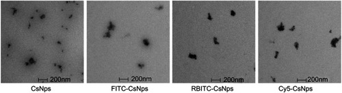 Figure 1 Morphology of CsNps, FITC-CsNps, RBITC-CsNps and Cy5-CsNps, showing that these particles have similar ellipsoidal and spherical structures.