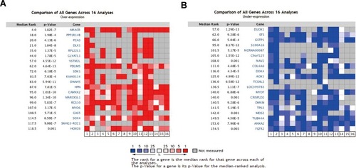 Figure 2 Heat map of differentially expressed genes in PCa compared with normal controls. (A) Top 20 over-expressed genes (red). (B) Top 20 under-expressed genes (blue).