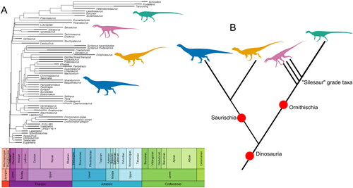 Figure 4. The ’Ornithischian silesaur’ hypothesis represented as both a time-scaled phylogeny based on the tree from Müller and Garcia (Citation2020) (A) and as a simplified topology highlighting the relationships between major clades (B). Major groups represented by silhouettes are: silesaurids (recovered as a paraphyletic grade in this analysis) (pink), Sauropodomorpha (blue), Ornithischia (green), and Theropoda (orange). Silhouettes sourced from phylopic.org: Asilisaurus kongwe by Scott Hartman attribution 3.0 unported edited (pink), Riojasaurus incertus by Tasman Dixon CC0 1.0 license (blue), Scutellosaurus lawleri by Scott Hartman public domain mark 1.0 (green), and Dilophosaurus wetherilli by Tasman Dixon CC0 1.0 license (orange). Time-scaled phylogeny generated using the R package strap (Bell & Lloyd, Citation2015).