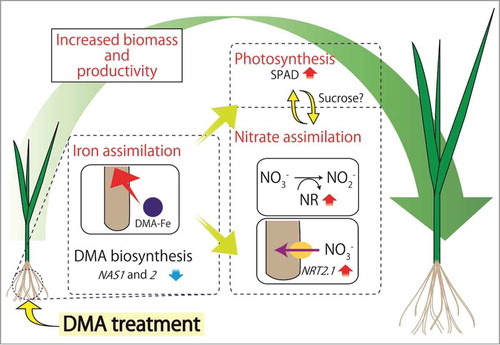 Figure 1. Supplementation with DMA significantly promotes the growth of rice seedlings. Fe that is assimilated in root as a complex with DMA is readily transported to aerial parts and contributes to the increase in SPAD values. Exogenous DMA supplementation contributes to increased levels of Fe and SPAD values in rice tissues through up-regulation of Fe assimilation. Because of sufficient levels of Fe within rice tissues, the treatment consequently triggers down-regulation of Fe assimilation including NAS1 and 2. While the treatment triggers down-regulation of Fe assimilation-related genes NAS1 and 2 as a consequence of the sufficient levels of Fe in rice tissues, the increased availability of Fe allows rice seedlings to maximize the rate of photosynthesis as well as nitrate assimilation by up-regulating NRT2 and other nitrate assimilation-related genes as well as NR activity that all collectively contribute to increased biomass and productivity of rice plants.