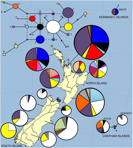 Figure 2. Median-joining network of alignment 2 sequences (the trnQ-5′rps16 intergenic spacer). The haplotypes present in each Ecological Province of New Zealand are indicated (precise sample location is given in Shepherd et al. Citation2017). Pie sizes are proportional to frequency.