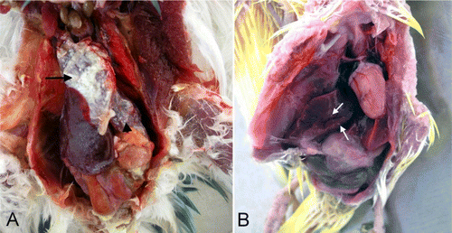 Figure 1.  1A: The pericardium (arrow), peritoneum (arrowhead) and liver covered with white exudate (young budgerigar). 1B: The liver showed scattered gray to white necrotic foci (arrows, adult budgerigar).