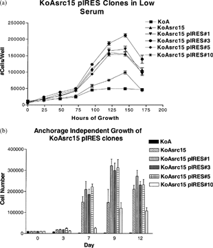 Figure 7 Effects of pIRES vector controls on KoA growth suppression. Vector (pIRES) alone transfected control KoAsrc15 clones (clones 1, 3, 5, and 10) were assayed for effects on growth in low serum (1% FBS) (A) or on anchorage-independent substrate (B) as in Figures 5 and 6. KoA parental cells were tested as well as the KoAsrc15 clone that had been used in the connexin expression studies. While most clones showed no significant difference as compared to KoAsrc15, clone 10 was a notable exception in that it displayed markedly reduced growth in both assays that actually exceeded the growth suppression seen in any of the connexin transfectants shown in Figures 5 and 6.