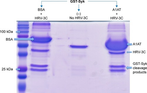 Figure 4 A1AT did not affect HRV-3C protease activity.