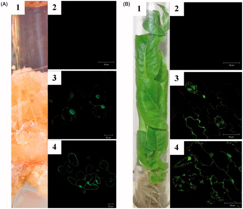 Figure 3. Live imaging of subcellular distribution of LoSilA1 in transgenic N. tabacum callus cultures (A) and plants (B). Phenotypes of the LoSilA1-EGFP transgenic callus and plant (A1 and B1, respectively). Confocal images of tobacco cells that express empty vector (A2 and B2, respectively) either EGFP alone (A3 and B3) or LoSilA1-EGFP fusion (A4 and B4) proteins. Images were generated using the fluorescent channel only.
