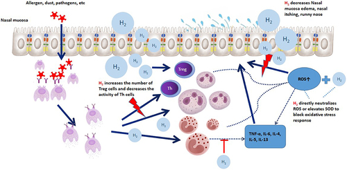 Figure 2 Mechanism of hydrogen on nasal mucosal inflammation.