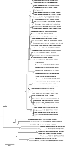 Figure 2 Phylogenetic analysis of partial ITS+LSU gene sequences were determined with the Neighbor- Joining method. The numbers in the nodes indicate the levels of bootstrap support obtained with the use of 1000 resampled datasets. The branch points have bootstrap values ≥55%. The accession numbers for the reference sequences are given in parentheses.