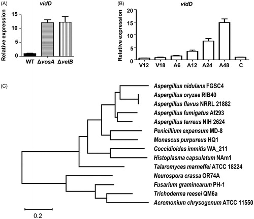 Figure 1. Summary of vidD. (A) Relative mRNA expression level of vidD was measured in wild-type (WT), ΔvosA, and ΔvelB conidia. (B) The mRNA level of vidD was measured during the life cycle of WT. V: vegetative growth, A: post asexual developmental induction, C: conidia. (C) A phylogenetic tree of VidD homolog proteins identified in ascomycetes including Aspergillus nidulans FGSC4 (XP_664463), A. terreus NIH2624 (XP_001211143), A. oryzae RIB40 (XP_023092531), A. fumigatus Af293 (XP_753347), A. flavus NRRL 21882 (RAQ43558), Talaromyces marneffei ATCC 18224 (XP_002145337), Penicillium expansum MD-8 (XP_016598290), Neurospora crassa OR74A (XP_011394950), Coccidioides immitis WA_211 (TPX23157), Histoplasma capsulatus NAm1 (XP_001543235), Fusarium graminearum PH1 (XP_011320485), Monascus purpureus HQ1 (TQB68067), Trichoderma reesei QM6a (XP_006965184), and Acremonium chrysogenum ATCC 11550 (KFH47513). A phylogenetic tree of VidD-like proteins was generated by MEGAX software (http://www.megasoftware.net/) using the alignment data from ClustalW2 and the maximum likelihood method based on the JTT matrix-based model. The bootstrap consensus tree inferred from 1000 replicates is taken to represent the evolutionary history of the taxa analyzed.