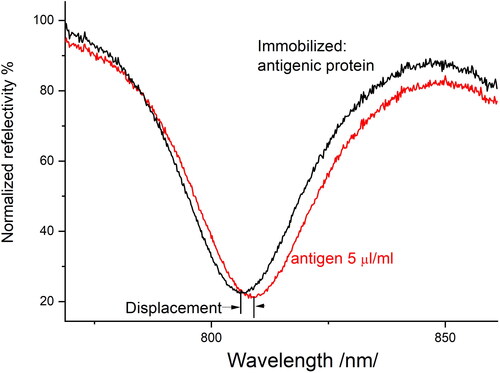 Figure 1. The spectral displacement due to the bimolecular interaction ‘structural C. burnetii protein – specific anti-C. burnetii antibody’ registered against the functionalized biochip; black curve: the SPR signal of functionalized biochip; red curve: the SPR signal after antigen binding.