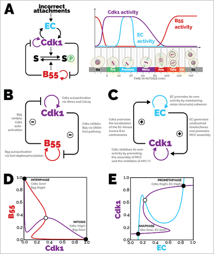Figure 1. Bistable modules of mitotic progression. (A, left) Influence diagram of the main players involved in mitotic entry and exit and the mitotic checkpoint. Cdk1 phosphorylates substrates, promoting mitosis, and B55 dephosphorylates substrates, promoting mitotic exit. B55 and Cdk1 also (indirectly) mutually inhibit each other's activity. Once in mitosis, Cdk1 activity is maintained with the help of the error correction (EC) module, which removes incorrect kinetochore-microtubule attachments. Cdk1 also promotes error correction through activation and localisation of error correction proteins (see text for more details). Abbreviations: EC, error correction; B55, PP2A-B55; Cdk1, cyclin-dependent kinase 1; S, mitotic substrate. (A, right) Time course depicting the activity of the main players and cell cytology during mitosis. Cdk1 activity promotes mitotic entry and inhibits PP2A-B55. The nuclear envelope breaks down and chromosomes condense, and the mitotic spindle forms. Attachments between the mitotic spindle and chromosomes form stochastically, and error correction activity removes incorrect attachments until all chromosomes are bi-oriented. Chromosomes align along the equator of the cell at metaphase. The anaphase-promoting complex/cyclosome is liberated from its inhibition and targets securin and cyclin B for degradation, which induces sister chromatid separation in anaphase. Cdk1 activity falls, and PP2A-B55 becomes reactivated. The nuclear envelope reforms around the segregated genetic material in telophase, and division is completed by separation of the cytoplasm during cytokinesis. From there, G1 phase is established with de-condensed genetic material, high PP2A-B55 activity, and low Cdk1 activity. (B) Influence diagram of mitotic entry and exit. Cdk1 promotes its own activity due to the positive feedback with Cdc25 and double-negative feedback with Wee1. B55 promotes its own activity due to the double-negative feedback with Gwl. Cdk1 inhibits B55 self-promotion by phosphorylating Gwl; B55 inhibits Cdk1 self-promotion by dephosphorylating Wee1 and Cdc25. (C) Influence diagram of the mitotic checkpoint. The error correction module self-promotes, with Aurora B promoting unattached kinetochores, and unattached kinetochores promoting Aurora B through decreased kinetochore tension. The spindle assembly checkpoint, with output here of Cdk1 activity, self-promotes, with Cdk1 promoting MCC formation, and MCC promoting Cdk1 activity by inhibiting Cyclin B degradation through inhibition of the APC/C. Error correction promotes Cdk1 activity by generating unattached kinetochores that produce MCC, and Cdk1 promotes error correction by localising Aurora B to centromeres. (D) Phase plane of mitotic entry and exit. The B55 balance curve (red) shows the values of B55 where dB55dt=0 for a given Cdk1 value, and vice versa for the Cdk1 balance curve (purple). There are three intersections of the balance curves, which are steady states of the system; two are stable (solid circles), one is unstable (open circle). When Cdk1 activity is high, B55 activity is low and vice versa. (E) Phase plane of the mitotic checkpoint. The Cdk1 balance curve (purple) shows the values of Cdk1 where dCDK1dt=0 for a given error correction activity, and vice versa for the error correction activity (blue). The three intersections of the balance curves depict steady states of the system, two of which are stable (solid circles) and one unstable (open circle). Either both Cdk1 and error correction have high activity or that both have low activity. The equations and parameters used for the phase planes can be found online at https://github.com/novakgroupoxford/2017_Hutter_et_al.