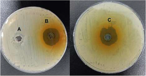 Figure 1 Antimicrobial activity of Ruta graveolens extract on MRSA isolates performed on Muller-Hinton agar in preformed wells. (A) Negative control containing DMSO showing a negligible inhibition zone. Both (B and C) show the inhibitions zones under the effect of the herbal extract.