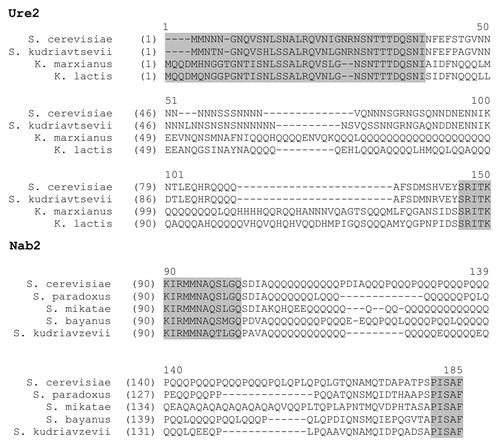 Figure 2. Alignments of homologs of the yeast prionogenic protein Ure2 and Q/N-rich protein Nab2. Conserved sequences are highlighted in gray. Various types of interspersion of polyQ and polyN indicate that the observed sequences are all descended from a polyQ or polyN tract. Similar divergent interspersion patterns can be observed in PrDs and Q/N-rich domains of many other yeast proteins.