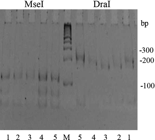 Figure 1.  Representative RFLP patterns of the 5S to 23S rRNA integric spacer observed among Borrelia samples. PCR products were digested with MseI or DraI. Numbers, samples 1 to 5; M, molecular size standard with the sizes (base pairs) indicated on the right of the gel. Sample 1, mixed patterns B/B′ (•) and R/R′ (*); samples 2 and 3, pattern B/B′; and samples 4 and 5, pattern R/R′.