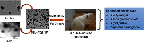 Figure 1 Schematic representation of evaluation of combined NFs.Note: NFs given orally for 21 successive days to streptozotocin–nicotinamide (STZ+NA) diabetic rats for enhancement of antidiabetic parameters.Abbreviations: NFs, nanoformulations; differential scanning calorimetry; GL, glycyrrhizin; TQ, thymoquinone.