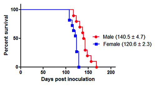 Figure 2. Survival curves of intra-peritoneally infected 263K male and female Syrian hamsters. ~40 d old male (n = 10) and female (n = 11) hamsters were intra-peritoneally infected with 263K prions as described in Materials and Methods. Animals were sacrificed at advanced stage of clinical disease. Numbers in parenthesis note average incubation periods ± standard error. Survival curves were significantly different (P value = 0.0007).