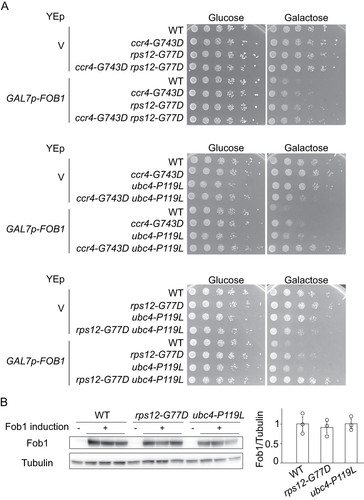 FIG 5 Genetic interaction of suppressor mutants. (A) Serial dilution growth assay for single and double mutants of growth-defect suppressors. Cells were spotted as in Fig. 3A. (B) Analysis of Fob1 levels in suppressor strains. FLAG-tagged Fob1 in wild type (WT), rps12-G77D and ubc4-P119L cells carrying GALp-FOB1 was detected by Western blotting analysis (left panel) and quantified (panel to the right) as described in Materials and Methods. Error bars show SEM for biological replicates (n = 3).