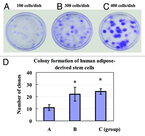 Figure 5. Colony formation of human ADSCs was assayed. The clonogenic ability of primary ADSCs on the sixth day was analyzed by seeding cells in 35 mm dishes at an indicated cell density for two weeks of culture. Formed colonies were stained with crystal violet solution. Colony forming unit (CFU) containing at least ten cells was defined as a colony and counted under a microscope. (A) 100 cells/dish; (B) 300 cells/dish; (C) 400 cells/dish; (D) The quantities of CFU showed that colony formation of ADSCs increased in a cell concentration-dependent manner. Values were presented as means ± SD (n = 3). *P < 0.05 group B or C vs. group A.