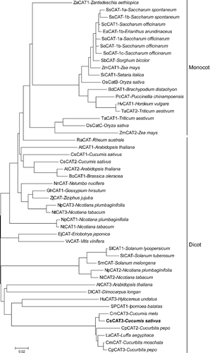 Figure 4. Phylogenetic analysis of CsCAT3 and deduced amino-acid sequences of the CAT proteins from other plant species.