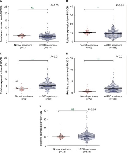 Figure 5 The mRNA expression of PIK3s and PTEN in ccRCC.Notes: The mRNA expression levels of PIK3CA (A), PIK3CB (B), PIK3CD (C), PIK3CG (D) and PTEN (E) in ccRCC were analyzed using the TCGA database. **P<0.01; ***P<0.001.Abbreviations: PTEN, phosphatase and tensin homolog; ccRCC, clear cell renal carcinoma; TCGA, The Cancer Genome Atlas; NS, not significant.