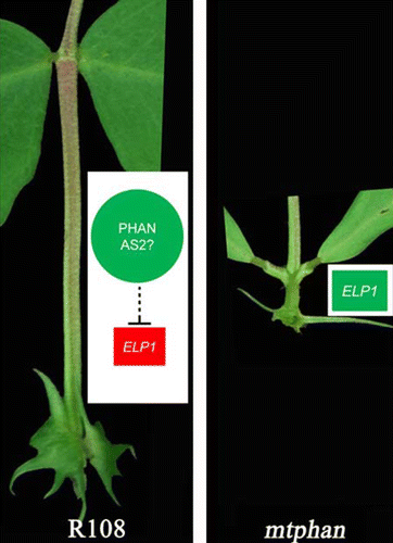 Figure 2. Models of petiole identity regulation in Medicago truncatula. MtPHAN, likely with the AS2 ortholog, represses expression of ELP1, preventing ectopic acquisition of motor organ identity in petioles of wild-type plants. In the absence of MtPHAN, ELP1 is ectopically expressed to promote motor organ identity in petioles of mature mtphan mutant. Red and green colors indicate active and inactive gene expression, respectively.