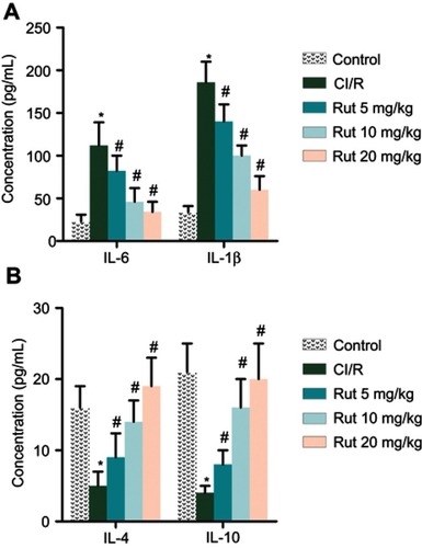 Figure 3 Rut regulates inflammatory response in MCAO rats. The rats were grouped into five groups (ten in each group): Control group, the rats were received similar surgical treatment but no screws were inserted; CI/R model; CI/R+Rut (5 mg/kg), the CI/R rats were treated with 5 mg/kg for 4 weeks; CI/R+Rut (10 mg/kg), the CI/R rats were treated with 10 mg/kg for 4 weeks; CI/R+Rut (20 mg/kg), the CI/R rats were treated with 20 mg/kg for 4 weeks. (A) The levels of pro-inflammatory factors (IL-6 and IL-1β) were measured by ELISA. (B) The levels of an-inflammatory factors (IL-4 and IL-10) were measured by ELISA. (*p<0.05 vs control group; #p<0.05 vs CI/R group).