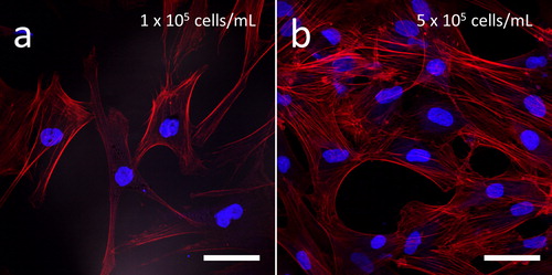 Figure 2. Fluorescence confocal micrographs of GM5565 human fibroblast cells on blanket silicon oxide surfaces with initial cell concentrations of (a) 1 x 105 cells/mL and (b) 5 x 105 cells/mL. DNA is stained with blue DAPI and filamentous actin filament with red CytoPainter. Cells were incubated in media for 72 hours. Scale bars correspond to 50 μm.