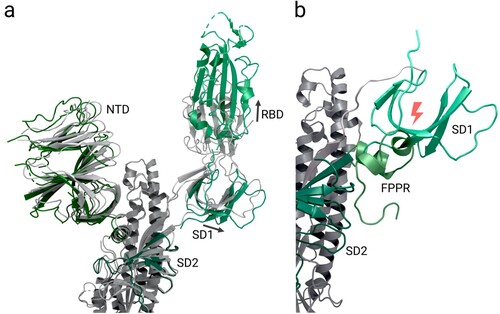 Figure 3. Domain shifts between the up and down conformations of the spike protein receptor binding domain. Abbreviations (as listed in Table 1): NTD: N-terminal domain, RBD: receptor binding domain, SD1: sub-domain 1, SD2: sub-domain 2; FPPR: fusion peptide proximal region. (a) Superimposed spike protein structures with receptor binding domains in up (PDB 6VSB; coloured by domain) and down (PDB 6VXX; coloured grey) conformations. The fusion peptide proximal region is not resolved in either structure. With the movement of the receptor binding domain into the ‘up' conformation, the SD1 domain of translates by approximately 1.9 Å. (b) Superimposed spike structures with receptor binding domains in up (PDB 6VSB; colours as in a) and down (PDB 6XR8; green) conformations; for 6XR8 only the fusion peptide proximal region is shown. In contrast to (a), the fusion peptide proximal region is resolved in 6XR8. When the receptor binding domain switches into ‘up' conformation, the SD1 domain rotates outwards and would then clash with an ordered fusion peptide proximal region (as shown), so the FPPR must delocalise in the up conformation.