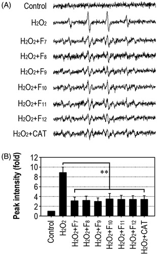 Figure 1. IRG fractions reduce intracellular ROS generation in macrophages. (A) Cells were exposed to 1 mM H2O2 in the presence of 1 mg/mL of each fraction or 500 U/mL CAT for 24 h. The resultant ESR spectra were recorded. (B) The fold changes in peak intensity were calculated from three different samples. **p < 0.01 vs. H2O2 treatment alone.