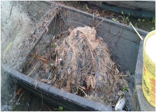 Figure 2. Fishing net entangled with water hyacinth and hippo grass at Asukro Wharf.