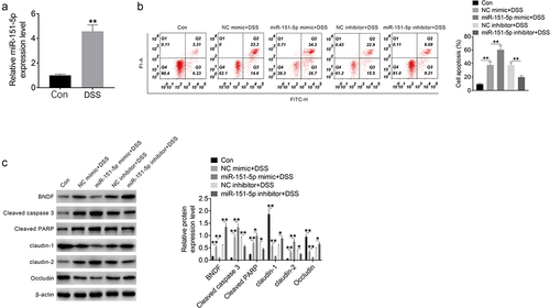 Figure 3. miR-151-5p promoted mouse intestinal epithelial cells apoptosis induced by DSS.