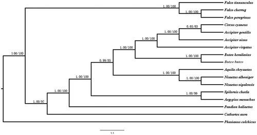 Figure 1. Maximum likelihood (ML) and Bayesian inference (BI) tree based on complete chloroplast genome sequences of 17 species using Phasianus colchicus as an outgroup. All 17 species’s accession numbers are listed as below: Circus cyaneus KX925606, Accipiter gentilis NC_011818, Accipiter nisus NC_025580, Accipiter virgatus NC_026082, Buteo emilasius NC_029377, Buteo buteo NC_003128, Aquila chrysaetos NC_024087, Nisaetus alboniger NC_007599, Spilornis cheela NC_015887, Nisaetus nipalensis NC_007598, Pandion haliaetus NC_008550, Aegypius monachus KF682364, Cathartes aura NC_007628, Falco tinnunculus NC_011307, Falco cherrug NC_026715, Falco peregrinus NC_000878, Phasianus colchicus NC_015526.