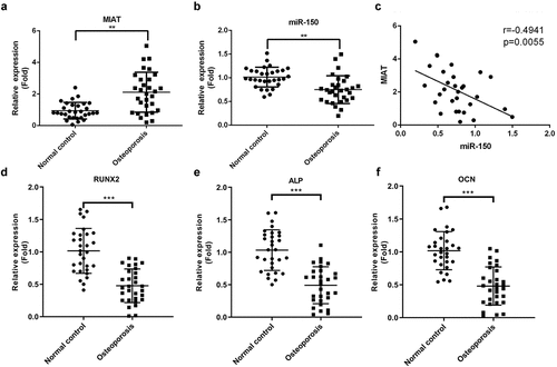 Figure 1. Expression level of MIAT and miR-150-5p in serum samples of OP patients and healthy controls. MIAT was increased (a) and miR-150-5p was decreased (b) in the serum from patients with postmenopausal OP compared with healthy volunteers. A significant negative correlation was found between the levels of MIAT and miR-150-5p in serum of the OP patients (c). Osteogenic differentiation indicators RUNX2, ALP and OCN were evaluated in the serum from patients with postmenopausal OP compared with healthy volunteers (d-f). **p < 0.01, ***p < 0.001.