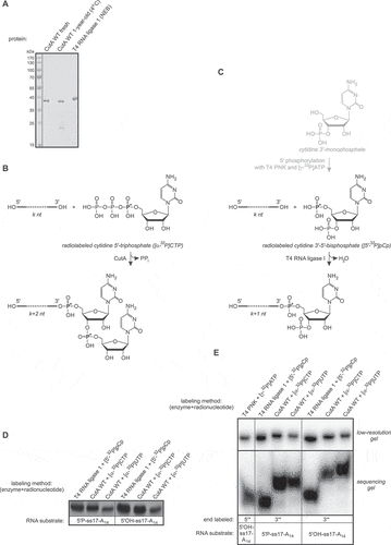 Figure 6. Comparison of RNA 3ʹ-end labelling methods employing CutA and T4 RNA ligase 1. (A) SDS-PAGE analysis of adjusted amounts of two CutA preparations (freshly purified and stored for 1 year at 4°C) and T4 RNA ligase 1 from NEB. (B) and (C) Schemes of reactions catalysed by CutA in the presence of [α-32P]CTP (A) and by T4 RNA ligase 1 in the presence of [5ʹ-32P]pCp (B), leading to k + 2 nt-long (A) and k + 1 nt-long (B) products from k nt-long substrate, respectively. Upper part of panel B (grey colour) shows the optional possibility of [5ʹ-32P]pCp self-preparation by T4 PNK-mediated 5ʹ-end labelling of 3ʹ-CMP. (D) Large-scale labelling of 5ʹ-phosphorylated and 5ʹ-hydroxyl ss17-A14 RNA oligonucleotides with T4 RNA ligase 1 and [5ʹ-32P]pCp or with CutA WT and [α-32P]CTP/UTP. Equal amounts of proteins and radionucleotides were used. Reaction products were separated in preparative denaturing PAGE and exposed to an X-ray film which was developed prior to excision of gel fragments containing labelled oligoribonucleotides. (E) Analysis of gel-purified reaction products from (D), together with T4 PNK 5ʹ-labelled ss17-A14 RNA oligonucleotide (leftmost lane) in low- (top) and high-resolution (bottom) gels. Approximately equal amounts of radioactivity (based on handheld radioactivity detector counting) were loaded into each lane