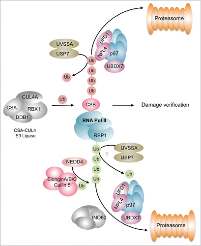 Figure 3. Ubiquitylation events during TC-NER. CSB is ubiquitylated by the CSA-CUL4 E3 ligase causing its p97-mediated segregation and proteasomal degradation. This process is counteracted by the UVSSA-USP7 complex that catalyzes the deubiquitylation of CSB. Removal of CSB is an important step handing over the damage site for damage verification. The RBP1 subunit of RNA Pol II undergoes K63-linked ubiquitylation, which is brought about by a two-step reaction involving NEDD4 and the Elongin E3 ligase complex. Ubiquitylated Polymerase is extracted from chromatin by the INO80 and p97 segregase complexes comitting it to proteasomal degradation. This is presumably counteracted by the UVSSA-USP7 complex. Green spheres depict K63-linked ubiquitylation, red spheres indicate K48-linked ubiquitylation.