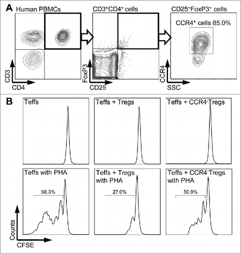 Figure 2. CCR4+ Tregs-mediated immunosuppression. (A) Expression of CCR4 on CD4+CD25+FoxP3+ Tregs was assessed by flow cytometry. Representative fluorescence-activated cell sorter (FACS) plots of CD25 and FoxP3 expression gated on CD3+CD4+ lymphocytes (left two plots) and CCR4 staining gated on CD25+FoxP3+ lymphocytes (right plot) in healthy donor blood sample. Bold frames present the gated populations for further analyses. (B) CFSE proliferation profiles of CD4+ effector T cells cultured with or without 20 µg/mL PHA and Tregs or CCR4− Tregs (at the ratio of Teff:Treg = 10:1) were analyzed using flow cytometry by gating CFSE+ cells. CCR4− Tregs were separated by using mAb2-3-conjugated beads. Percentages represent the proportion of dividing CFSE-labeled CD4+ Teffs after 7 d in culture. Experiments were reproduced in three independent donors.