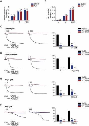 Figure 4. ALT does not induce human platelet activation. (a,b) Washed human platelets were incubated with ALT (5 μM) or vehicle control (DMSO) at 37°C for 4 h, 8 h or 12 h, and platelet activation was measured at different time points. Platelet activation was assessed using CD62P (a) and PAC-1 antibodies (b) by flow cytometry. Data presented are from three independent experiments and expressed as the mean ± SD. (c–f) Washed human platelets were incubated with ALT (5 μM, 10 μM) or vehicle (DMSO) at 37°C for 4 h, and then were stimulated with indicated concentrations of U46619 (c), collagen (d), Trap6 (e), and ADP (f) at 37°C under constant stirring. Platelets aggregation was monitored using a CHRONO-LOG aggregometer. Histograms of maximal platelets aggregation under the indicated conditions are shown as mean ± SD of three independent experiments. * p < .05, ** p < .01, *** p < .001 and ns (not significant) versus the control with a two-tailed Student’s t-test for (a,b) and versus control group with two-way ANOVA prior to Bonferroni post hoc test for (c–f).