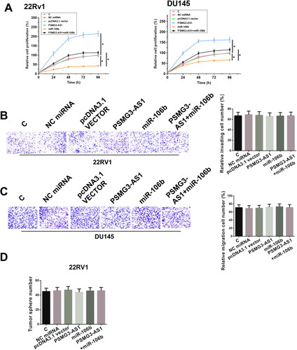 Figure 2. PSMG3-AS1 promoted the proliferation of 22Rv1 and DU 145 cells through miR-106b. CCK-8 assay was performed following cell transfection assays to explore the functions of PSMG3-AS1 and miR-106b in 22Rv1 and DU 145 cell proliferation (A). Besides cell proliferation assay, invasion, migration and stemness assays were also used to detect the role of PSMG3-AS1 in 22Rv1 cells (B–D). Experiments were performed in three independent replicates and mean±SD values were presented and compared. Representative images of three biological replicates of invasion (B) and migration (C) assays were presented. *, p < 0.05.