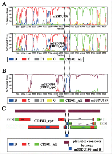 Figure 3. Origin mechanism of CRF83_cpx via second-generation recombination between RF_01/B/C (mSSDU199) and HIV-1 subtype B. (A) Comparison of the bootscan plots between mSSDU199 and mSSDU94 (CRF83_cpx). (B) Bootscan plot of mSSDU94 (CRF83_cpx) using B’, C, F1, G, CRF01_AE and mSSDU199 as subtype references. (C) Origin mechanism of CRF83_cpx via the 2nd generation recombination between RF_01/B/C (mSSDU199) and HIV-1 subtype B. Dotted line shows 2 distinct recombination breakpoints in the mosaic structures between mSSDU199 and mSSDU94 (CRF83_cpx), which just represent the recombination breakpoints between RF_01/B/C (mSSDU199) and HIV-1 subtype B.