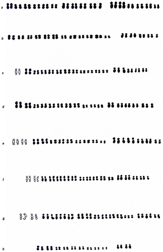 Figure 2. Karyotypes of the eight cultivars of Musa: (a) Amrit Sagar; (b) Grand Naine; (c) Martaman; (d) Champa; (e) Kanthali Bagda; (f) Baish Chhara DT; (g) Baish Chhara CT; (h) seeded banana.