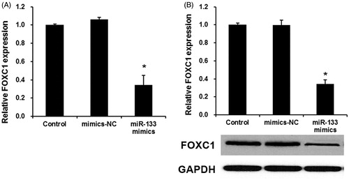 Figure 4. FOXC1 was overexpressed in glioma tissue and directly regulated by miR-133. (A) qRT-PCR assay the FOXC1 expression in glioma tissues. *p < .01 versus normal tissues. (B) The effects of miR-133 mimics on the expression levels of FOXC1 mRNA (B) and protein (C). *p < .01 versus control group.