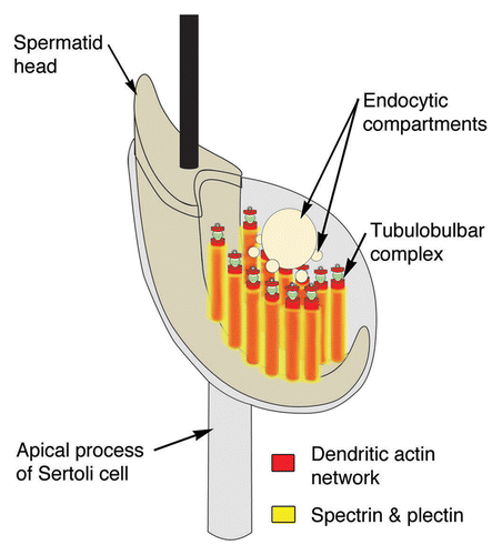 Figure 8. Model of the spectrin and plectin distributions around apical tubulobulbar complexes in the rat. Spectrin and plectin together form a network that is excluded from the actin-rich zones of tubulobulbar complexes; rather this network appears to surround individual tubulobulbar complexes and may link adjacent complexes together.