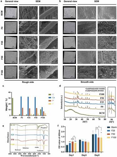 Figure 1. Physicochemical properties and biocompatibility of BCM, F0, F25, F50, and F100. (a) General view and SEM of BCM, F0, F25, F50, and F100 of the rough side. (b) General view and SEM of BCM, F0, F25, F50, and F100 of the smooth side. (c) EDS shows the elemental distribution of collagen fiber in (a). (d) XRD spectra of BCM, F0, F25, F50, and F100. (e) FTIR spectra of BCM, F0, F25, F50, and F100. (f) Cytotoxicity test of F-mBCM in Raw 264.7 by CCK-8 assay. * Significant differences compared with the blank group or between two groups. *, P < 0.05, **, P < 0.01, ***, P < 0.001, ****, P < 0.0001, data without * were not significantly different (NS). Error bars represented mean ± SD.