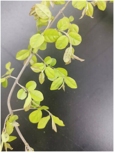 Figure 1. The reference image of the plant of sageretia thea(taken by misha zhan, photographed in the Mountain slope regions of the Zhejiang province, China; the most characteristic feature of the specimen: Rattan shrub, leaves subopposite or alternate, elliptic, margin serrate).