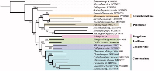Figure 1. Phylogeny of 24 calyptrates based on 13 protein-coding genes and 2 rRNA genes generated by IQ-TREE. The bootstrap value was labelled at each node. The alphanumeric terms following species names indicate the GenBank accession numbers. * indicates species reported in this study.