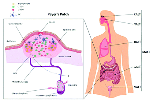 Figure 1. Mucosal associated lymphoid tissue (MALT) are organized lymphoid structures present in surface area in contact with environment such as the lung (bronchus-associated lymphoid tissue (BALT), the nose (Nasal-associated lymphoid tissue (NALT) and the gut (Gut-associated lymphoid tissue (GALT). Peyer’s patch present in the GALT are often presented as a model of the MALT organization. It is located in the lamina propria layer of the small intestine and in the ileum in humans. This lymphoid structure between the lumen of the intestine and the mesenteric lymph node is the place of the priming of a mucosal immune response.