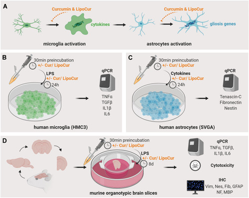 Figure 1 Graphical depiction of brain cell activation and the experimental cell culture-based models. (A) Activated by tissue damage, microglial cells enter their activated state characterized by an amoeboid shape and the production of pro-inflammatory cytokines such as IL1β, IL6, TNFα and TGFβ. These cytokines exert neuroinflammatory reaction and turn astrocytes to a reactive state in which they upregulate the expression of gliosis specific genes. (B) Human microglial cells HMC3 were stimulated with LPS to induce an inflammatory reaction, which is amongst others represented by the production of inflammatory cytokines like IL1β, IL6, TNFα and TGFβ1. Expression of these mediators was analyzed on mRNA level by qPCR to investigate the modulating effects of liposomal-encapsulated curcumin (LipoCur) in comparison to free curcumin and empty liposomes on the inflammatory response of microglial cells. (C) In order to transfer the inflammatory response to astrocytes, human SVGA astrocytes were stimulated with a combination of the microglia produced cytokines IL1β, TNFα and TGFβ1 (with or without co-stimulation with LipoCur or free curcumin), and genes that are known to contribute to reactive gliosis and glial scar formation (Nestin, Vimentin, Tenascin-C, Fibronectin) were analyzed by qPCR. (D) To study the cellular reactions in their tissue environment, we stimulated murine organotypic brain slices with LPS and analyzed by cytotoxicity assay, qPCR and immunohistochemistry whether LPS effects could be ameliorated by co-incubation with LipoCur or free curcumin.