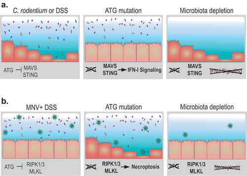 Figure 1. Autophagy in the intestinal epithelium can be harmful or protective during injury depending on the type of perturbation and the presence of the microbiota. (A) Autophagy (ATG) proteins prevent spontaneous triggering of the type I interferon (IFN-I) pathway by restraining the activity of cytosolic nucleic acid sensors MAVS and STING. In the absence of ATG proteins in the intestinal epithelium, enhanced IFN-I signaling increases resistance to infection by the bacterial pathogen Citrobacter rodentium or chemical injury by dextran sodium sulfate (DSS) treatment. These consequences of ATG protein inhibition are absent in germ-free mice lacking intestinal microbes. (B) Murine norovirus (MNV) infection is typically innocuous because ATG proteins promote epithelial homeostasis and viability. In the absence of ATG proteins, MNV infection triggers structural and functional abnormalities in Paneth cells. DSS treatment in this setting exacerbates epithelial defects by promoting necroptosis signaling through the RIPK1-RIPK3-MLKL complex, leading to loss of Paneth cells and mortality. Depletion of the microbiota reduces MNV infection and restores resistance to intestinal injury.